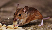 24 Hour & Emergency Exterminators in Ypsilanti, MI
